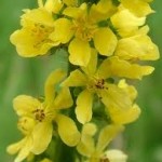 Agrimony 01