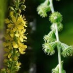 Agrimony seeds