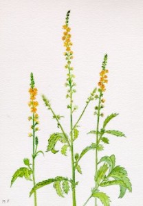 Agrimony