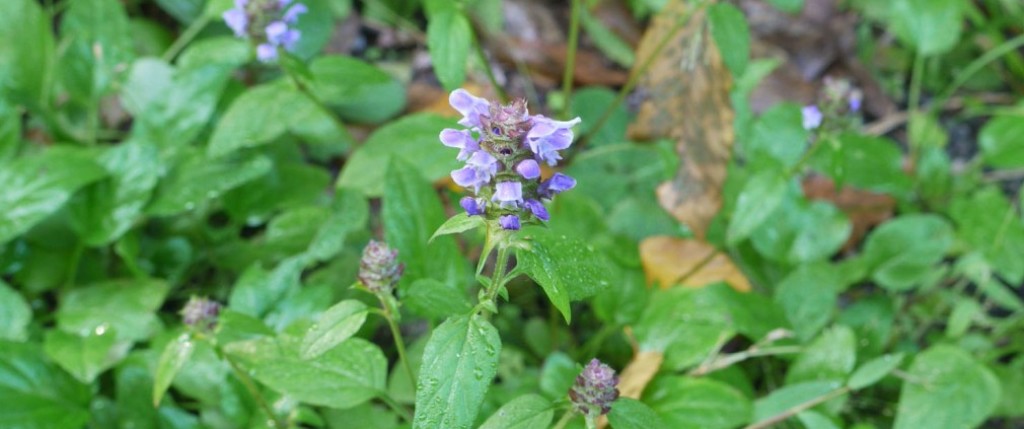 all-heal-Prunella-vulgaris