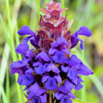 all-heal-Prunella-vulgaris2