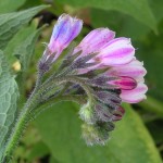 comfrey2