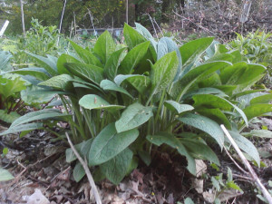 comfrey5