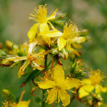 st-johns-wort2